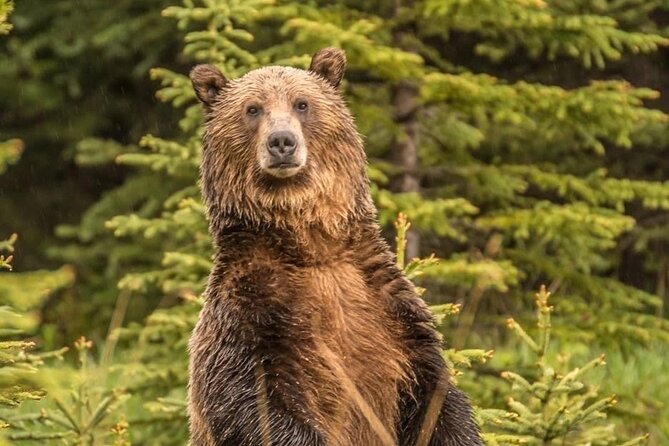 Private Tour: The Best of Banff National Park - Full Day - Bear Spray and Safety