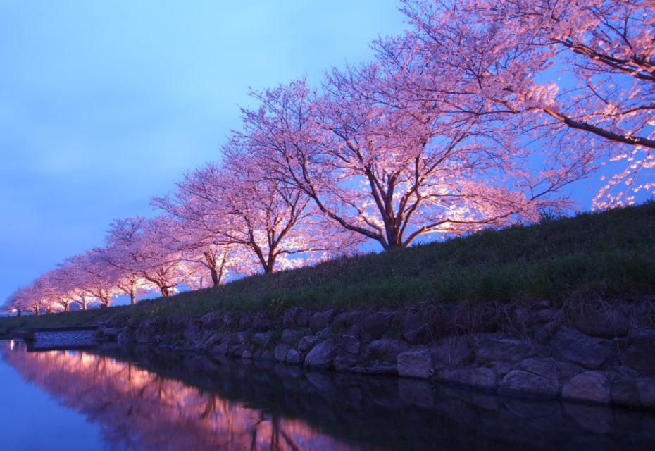 Private & Unique Nagasaki Cherry Blossom Sakura Experience - Activity Highlights