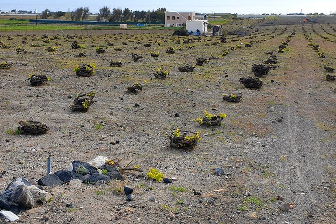 Private Wine Tasting Tour of Santorini - Experiencing Family-Owned Farm