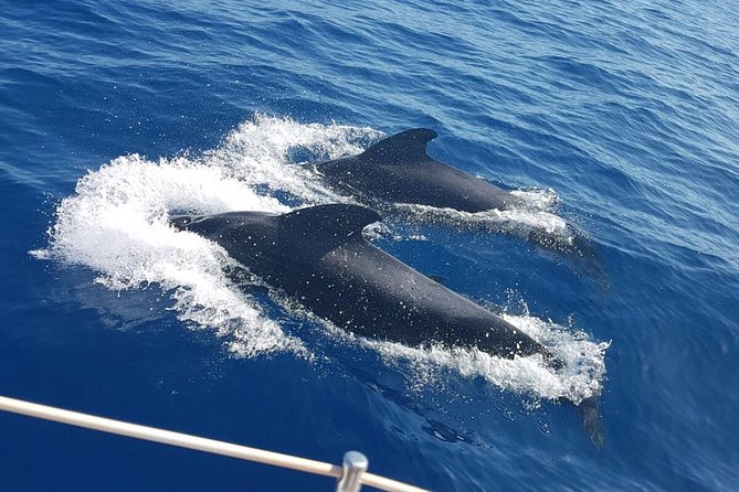 Private Yacht Tour With Whale and Dolphin Watching 42 Foot Boat - Booking and Reviews