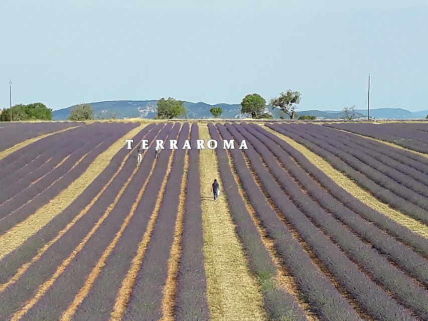 Provençal Elegance: Lavender, Olive Oil, and Wine Odyssey - Explore Olive Oil Production