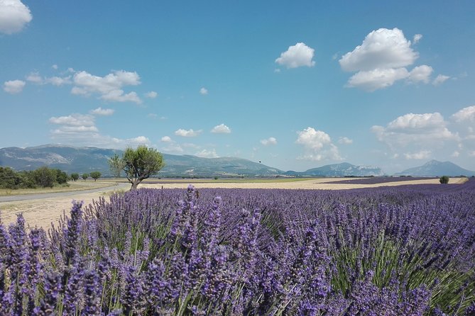 Provence Lavender Fields Tour in Valensole From Marseille - Inclusions