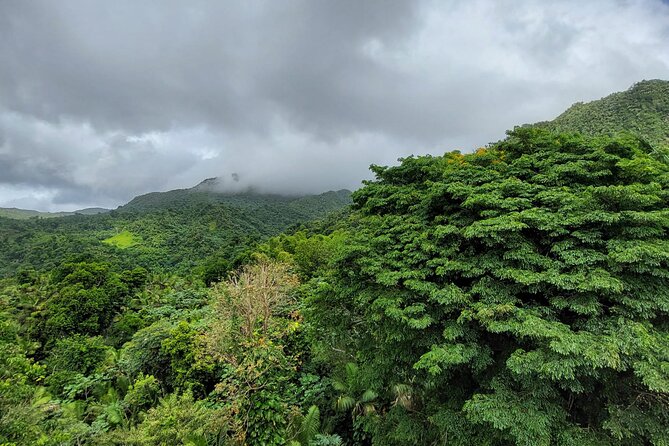 Puerto Rico: El Yunque Sightseeing Half-Day Tour With Transfer - Accessibility and Recommendations