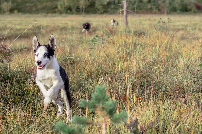 Puppy Training Experience at a Husky Farm in Tromso - Country Hike and Training