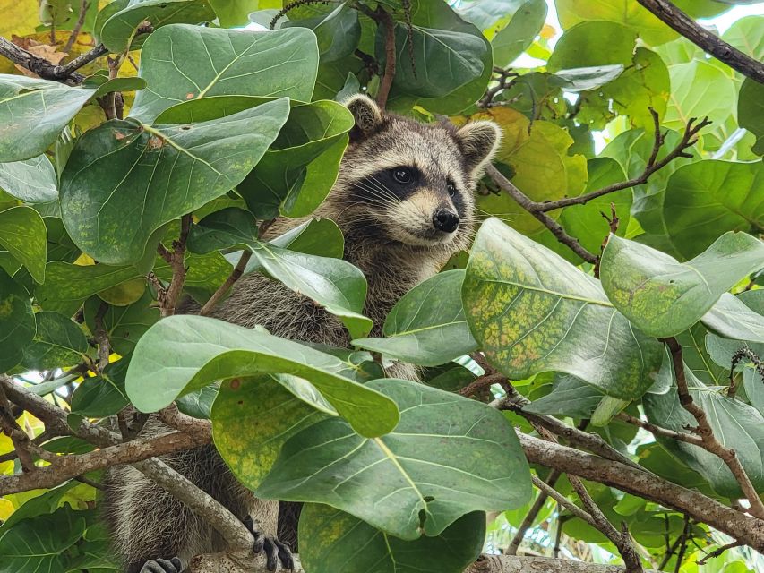 Raccoon Island: Exploration on SUP/Kayak - Itinerary and Activities