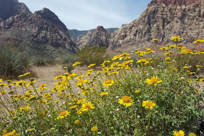 Red Rock Canyon Red E Bike Half-Day Tour - Traveler Feedback and Experience