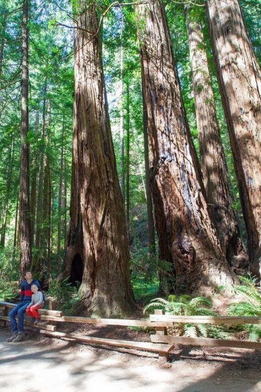 Redwood Retreat: Tour to Muir Woods From San Francisco - Activities