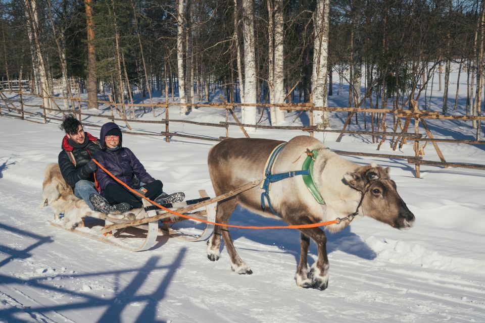 Reindeer Farm Visit With Professional Photographer - Guided by Photographer