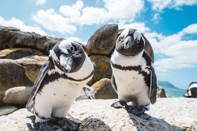 Revel in the Cape Peninsula (Penguins & Cape of Good Hope) - Inclusions and Amenities