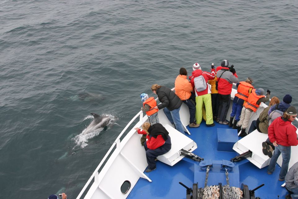 Reykjavik: 3-Hour Whale Watching Tour - What to Expect