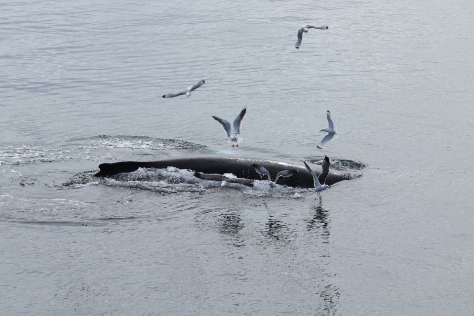 Reykjavik: Best Value Whale Watching Boat Tour - Whale Watching Experience