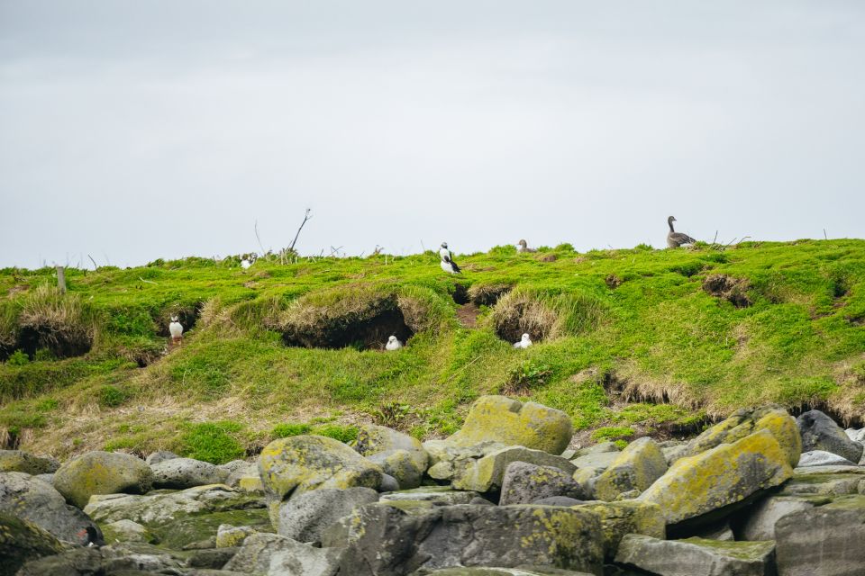 Reykjavik: Puffin Watching Boat Tour - Bird Species Spotted