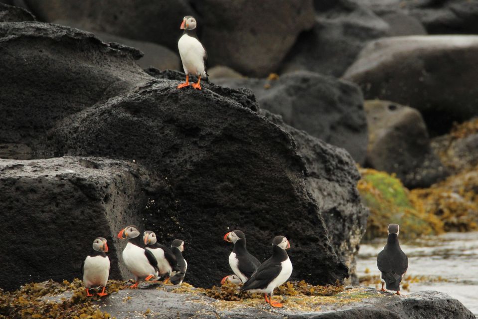 Reykjavik Puffin Watching Tour - Tour Details