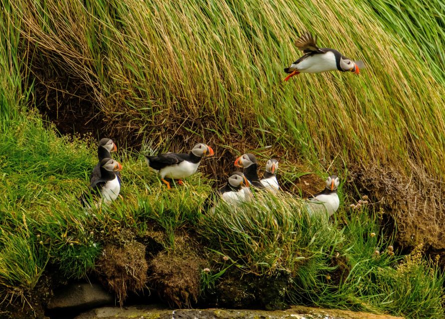 Reykjavik: RIB Speed-Boat Puffin Watching Tour - Whats Included