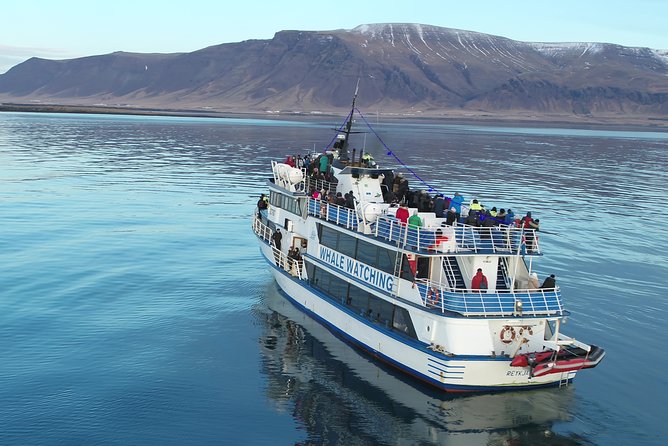 Reykjavik Shore Excursion: Whale-Watching Cruise - Complimentary Sea Sickness Tablets