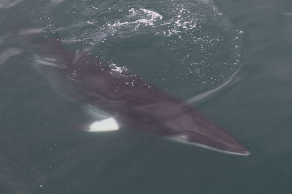 Reykjavik: Whale Watching Tour by RIB Boat - Marine Life Sightings