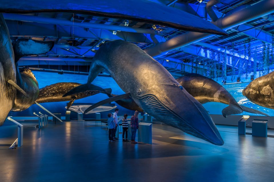 Reykjavik: Whales of Iceland Museum Entrance Ticket - Visitor Experience and Amenities