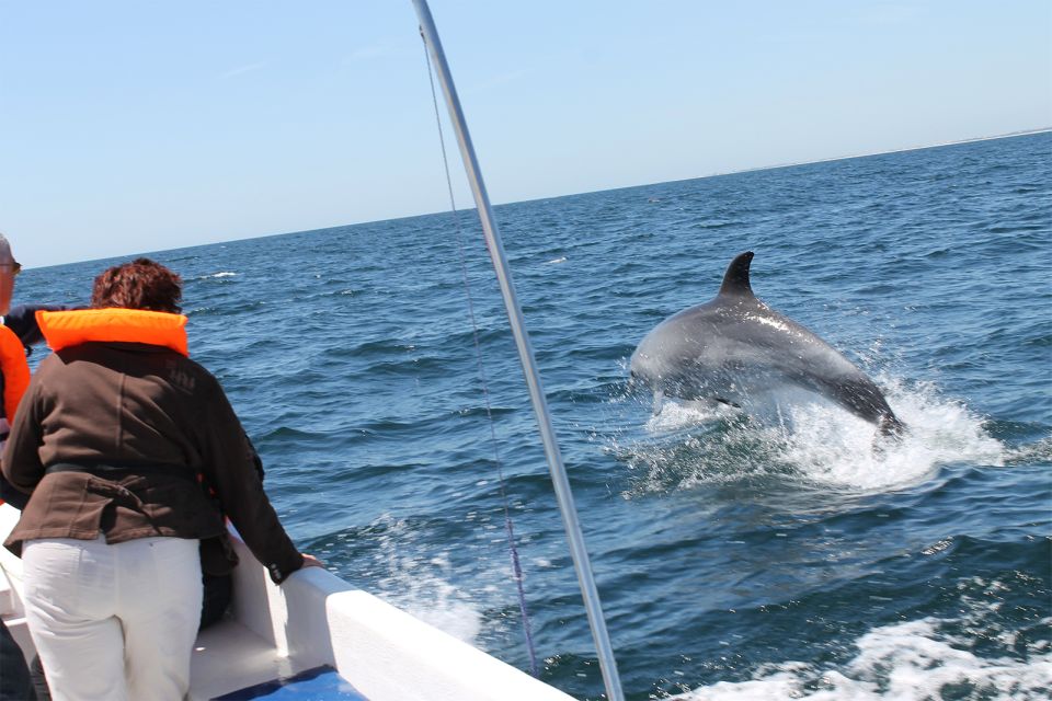 Ria Formosa: Dolphin-Watching Boat Tour - Dolphin Sightings and Guarantees