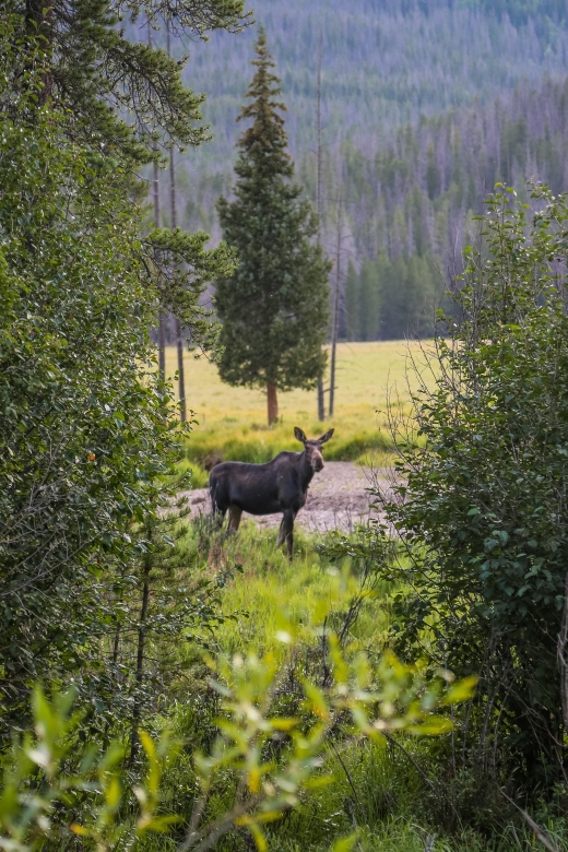 Rocky Mountain: Private Guided Day Tour From Denver/Boulder - Exploring Trail Ridge Road