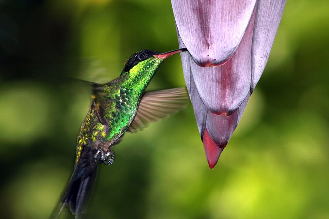 Roundtrip Shuttle Transportation to Rockland Bird Sanctuary From Montego Bay - Inclusion of Services and Fees