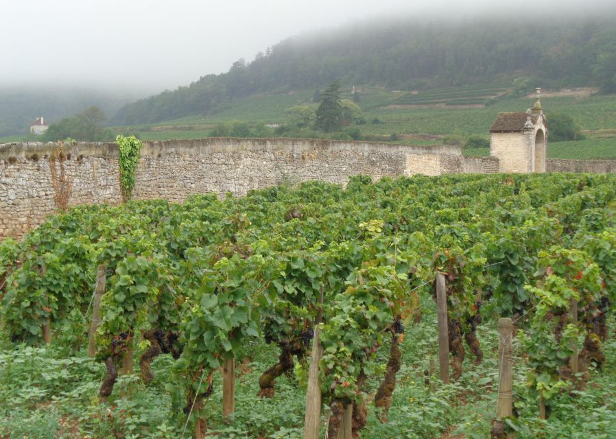 Route of the Great Growths, Private Wine Tasting in Burgundy! - Guided Tour of Wineries