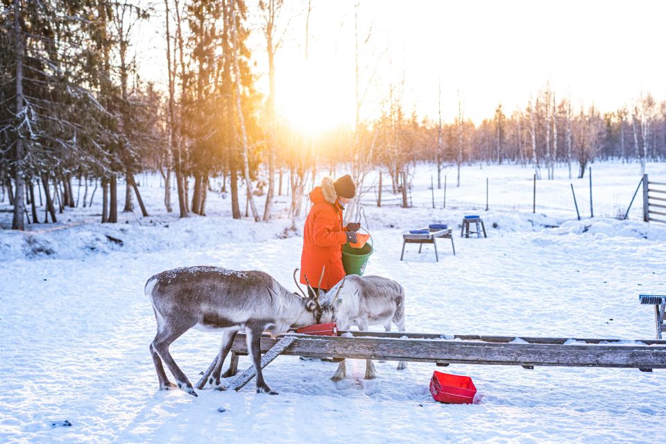 Rovaniemi: Local Reindeer Farm Visit With 2 Km Sleigh Ride - Inclusions and What to Expect