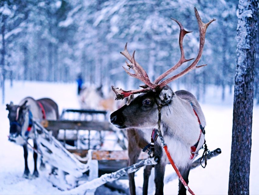 Rovaniemi: Reindeer Farm Visit & Short Sled Ride - Thrilling Reindeer Sled Ride Experience