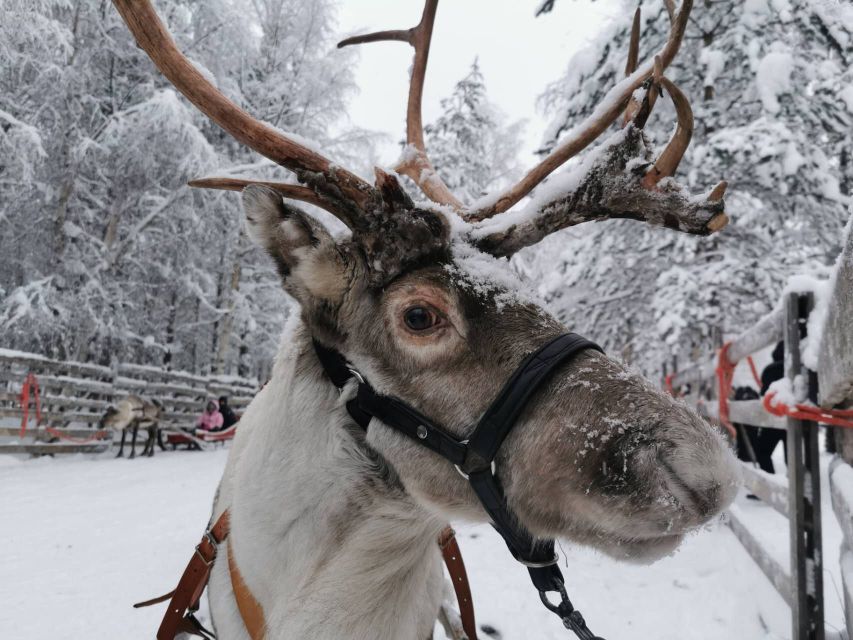 Rovaniemi: Reindeer, Huskies, Santas Pets & Aurora BBQ Tour - Husky Sleigh Ride