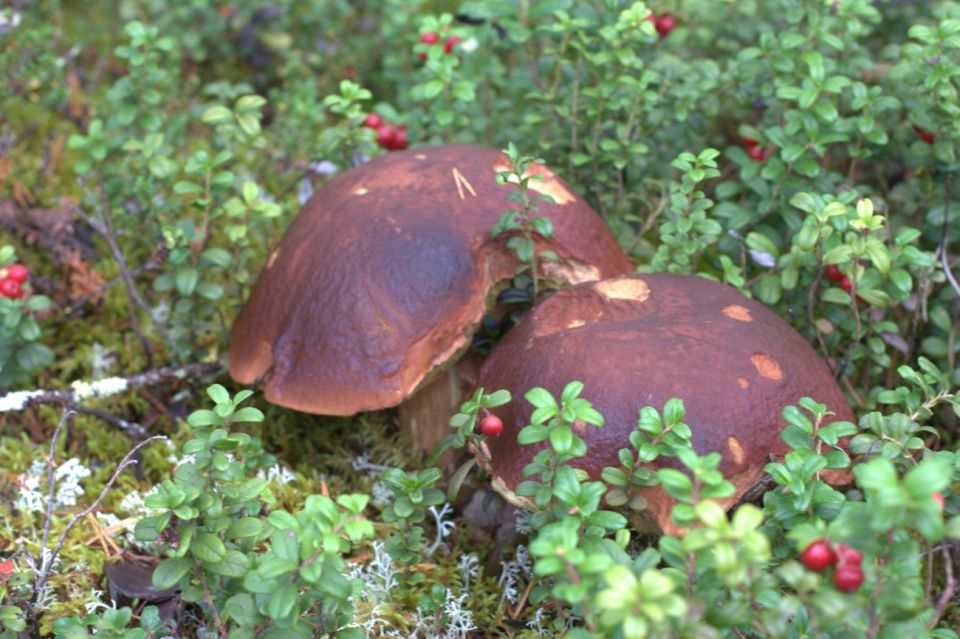 Rovaniemi: Wild Berries and Mushrooms Picking Tour - Weather Conditions