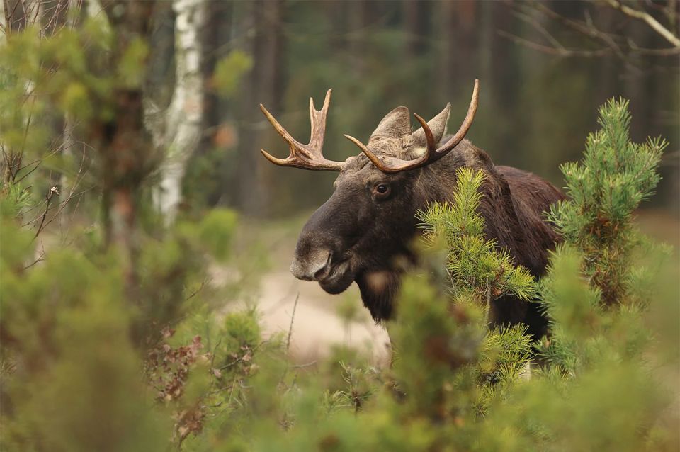 Rovaniemi: Wild Moose Safari - Included in the Tour