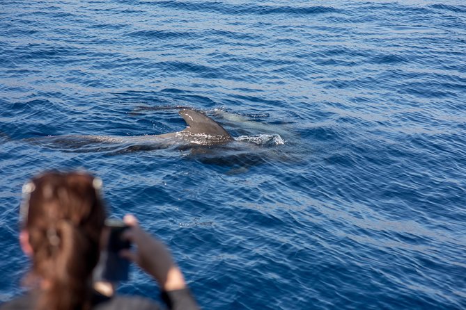 Royal Delfin - 2Hour Sustainable Dolphin & Whale Watching Mini Cruise - Safety and Accessibility