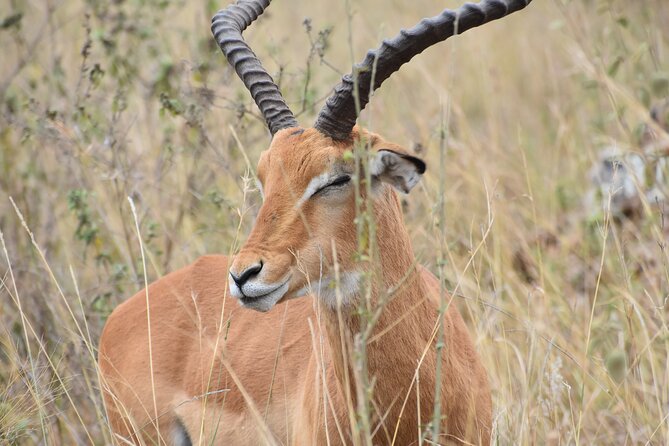 Safari in Nairobi Kenya National Park Half Day Tour - Transportation and Accessibility