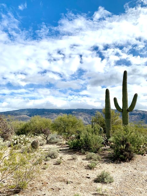 Saguaro National Park: Day Tour & Hike - Striking Landscape Vistas