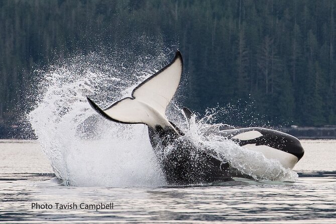 Salish Sea Whale Watching - Indigenous Cultural Insights