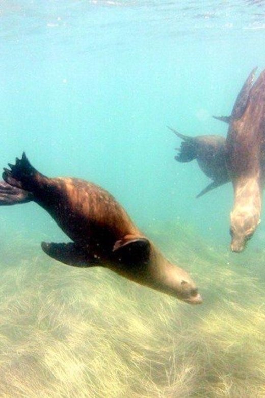 San Diego: La Jolla Cove Guided Snorkeling Tour - Participant Requirements