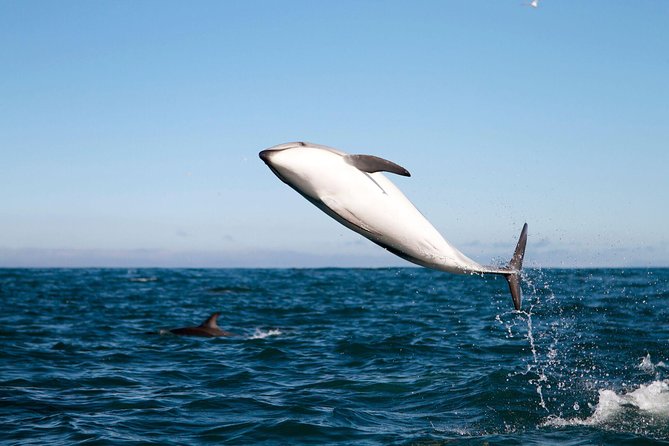 San Diego Whale Watching Cruise - Observing Marine Life