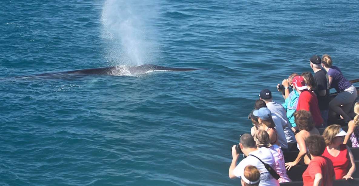 San Diego: Whale Watching Tour - Vessel Features and Accessibility