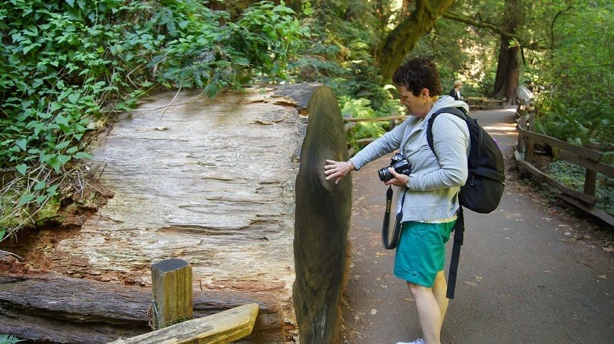 San Francisco: Muir Woods Tour & Hop-On Hop-Off Bus Pass - Coastal Redwood Forest Exploration