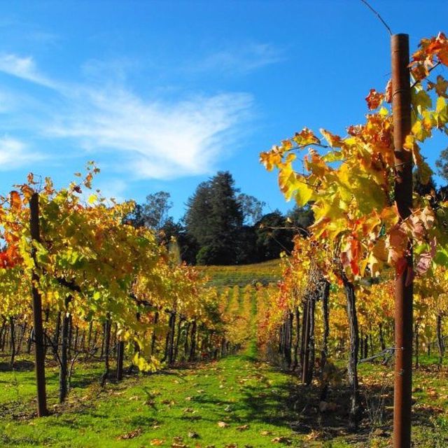 Santa Cruz: Private Custom Wine Tour With Hotel Pickup - Tour Itinerary Breakdown