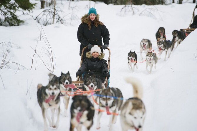 Santas Reindeer & Husky Safari + Santas Pets + Aurora BBQ! - Reindeer Ride