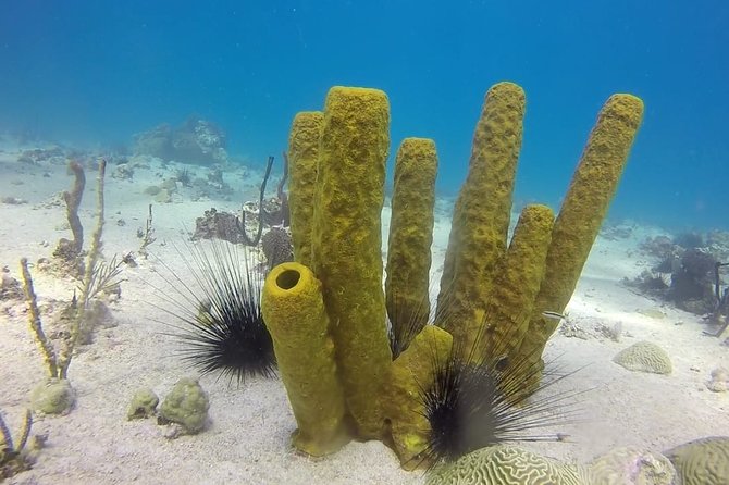 Scuba Diving at Catalina Island - 2 Tank - for Certified Divers - Company Response to Issues