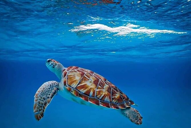 Sea Turtles and Blue Room Adventurous Powerboat Tour - Restrictions