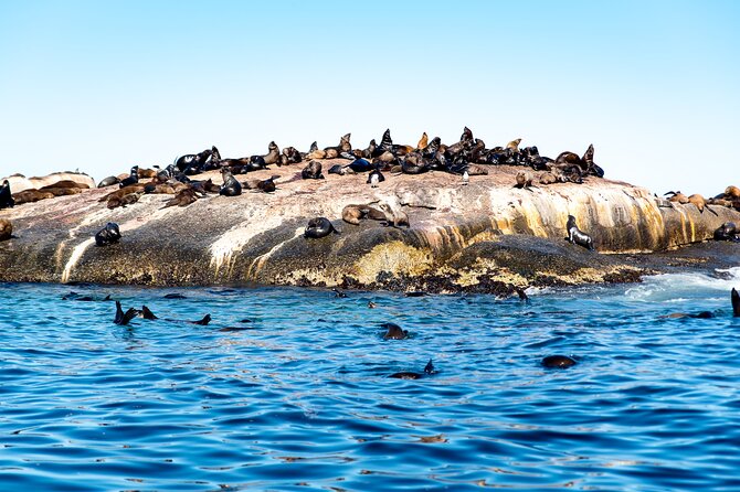 Seal Snorkeling Experience in Cape Town - Cancellation Policy