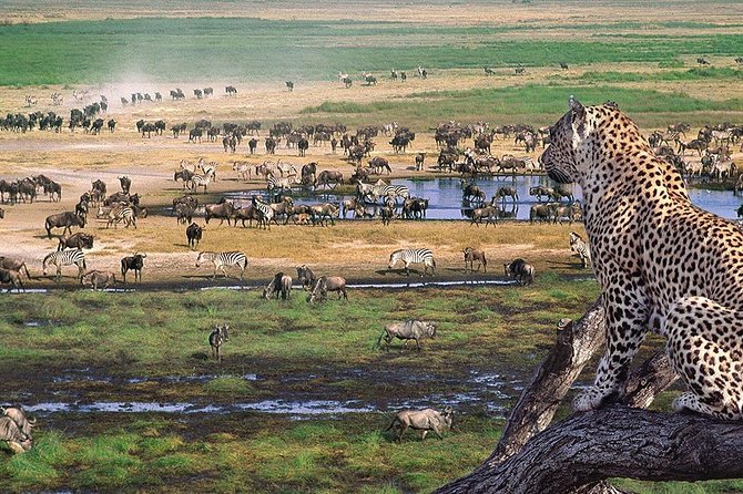 Serengeti & Ngorongoro 3 Days Fly Safari in From Zanzibar - Meals and Refreshments