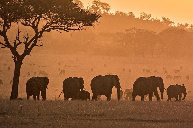 Serengeti, Ngorongoro & Tarangire 5days Private Tour - Serengeti National Park