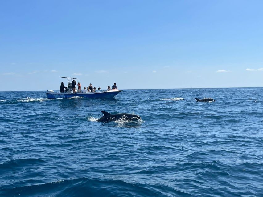 Sesimbra: Dolphin Watching With Biologist Arrábida Natural Park - Marine Life Observation Highlights