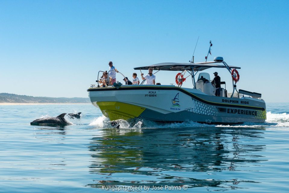 Setúbal: Dolphin Watching - Experience Highlights