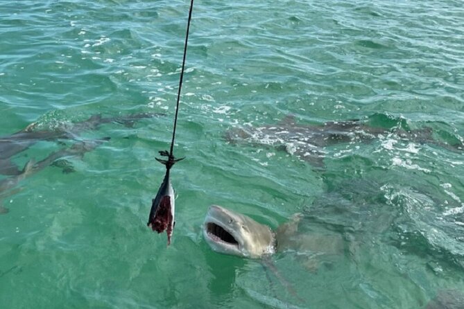 Shark and Wildlife Viewing Adventure in Key West - Customer Feedback