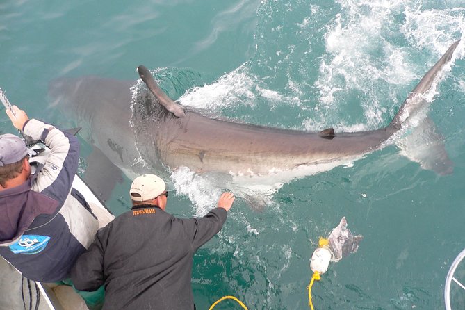 SHARK CAGE DIVING and VIEWING (Self Drive) - Cage Diving and Viewing