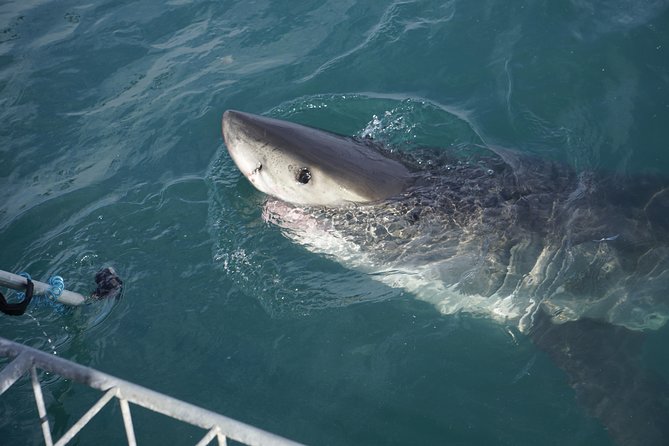 Shark Cage Diving Viewing Only - Additional Information